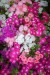 Phlox Drummondii Beauty Mix - Image 2